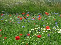 Sibillini - Wild flowers